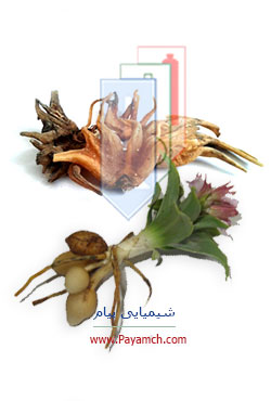 ثعلب خوراکی ایرانی